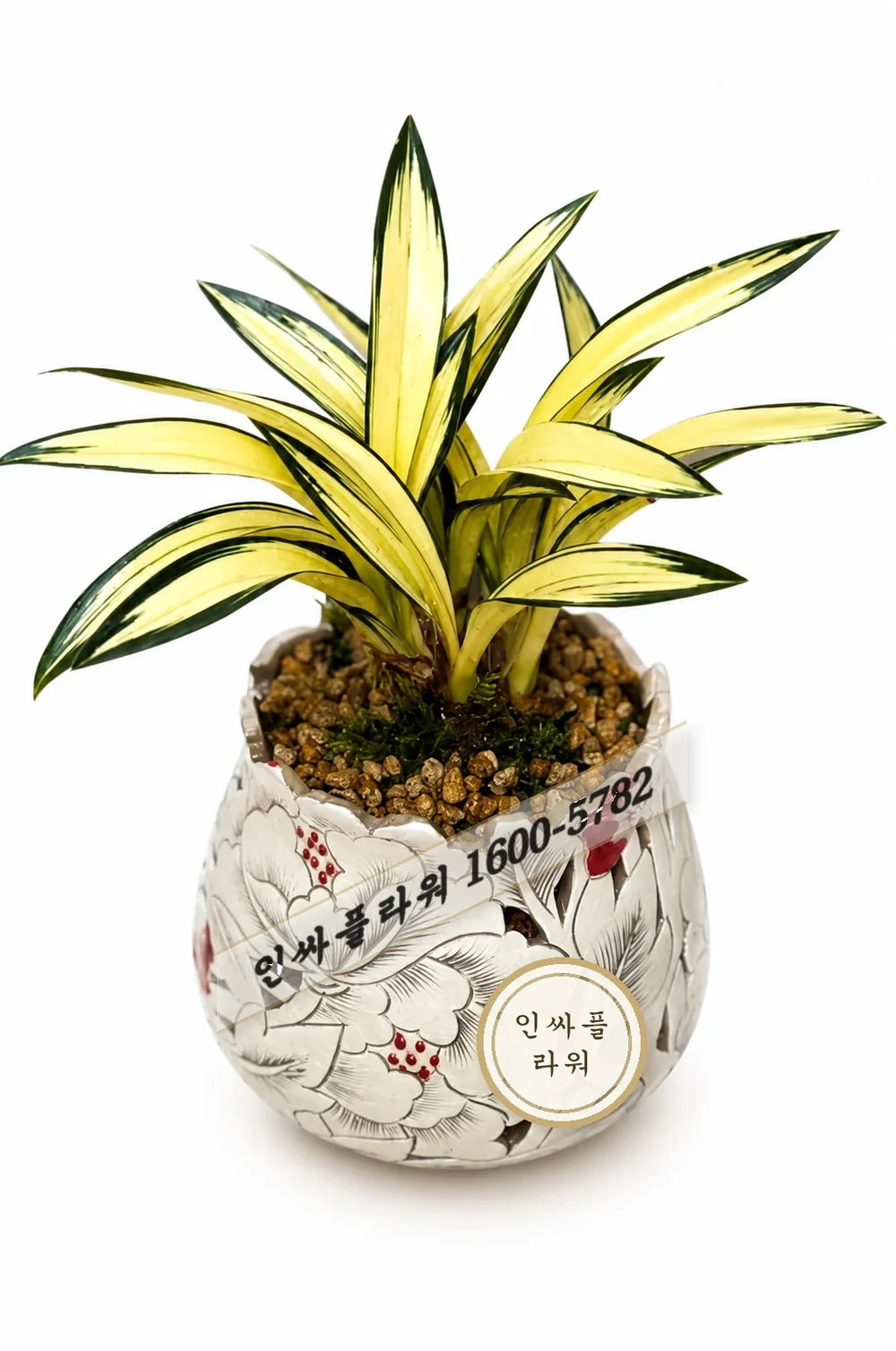 동양란(달마중투)