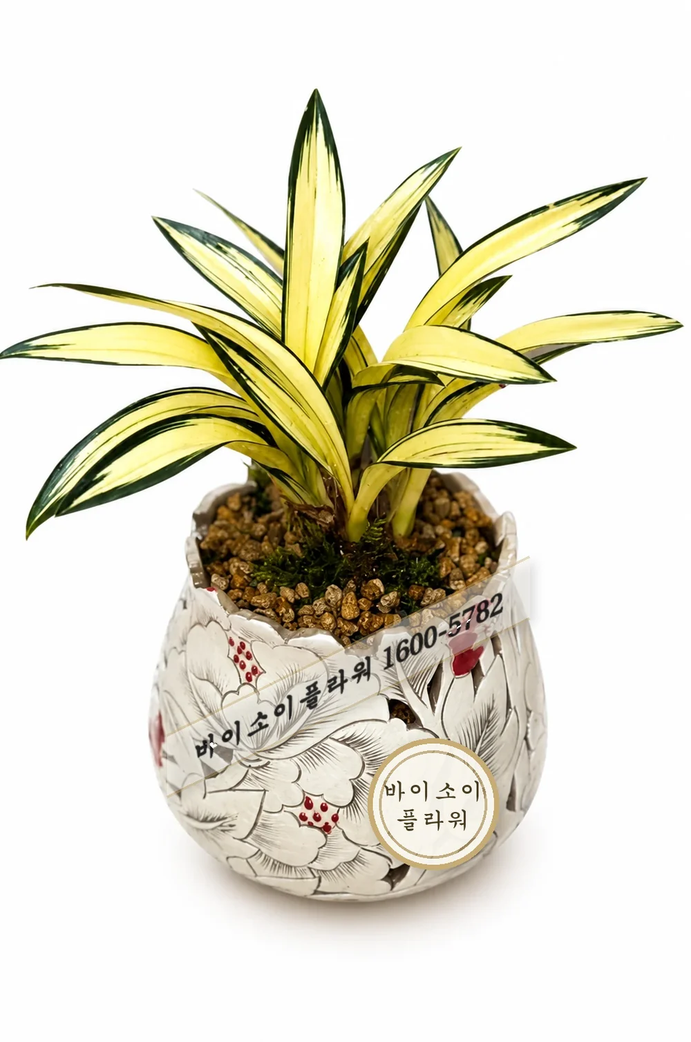 동양란(달마중투)