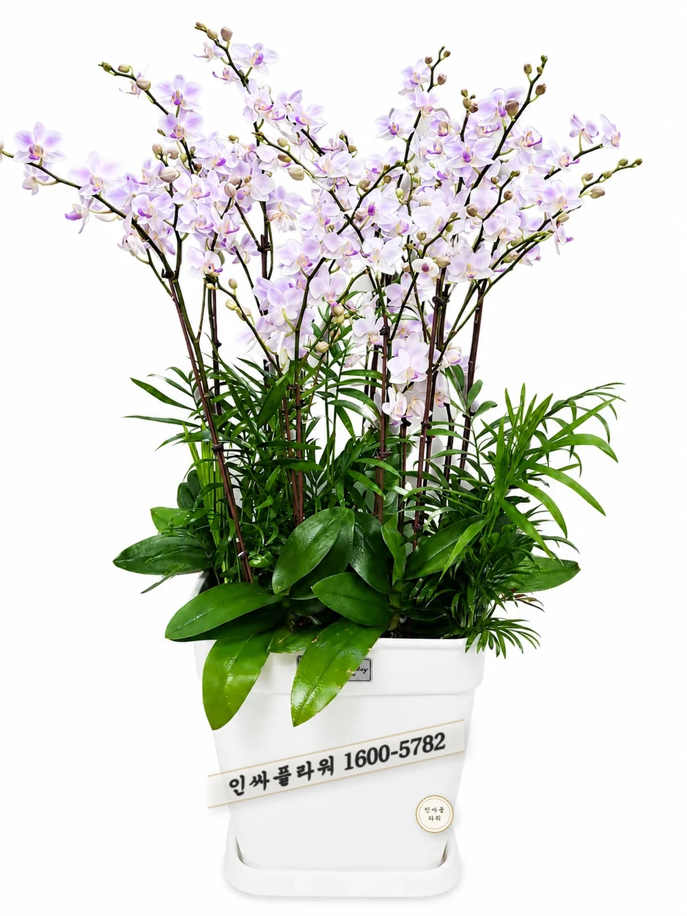 서양란