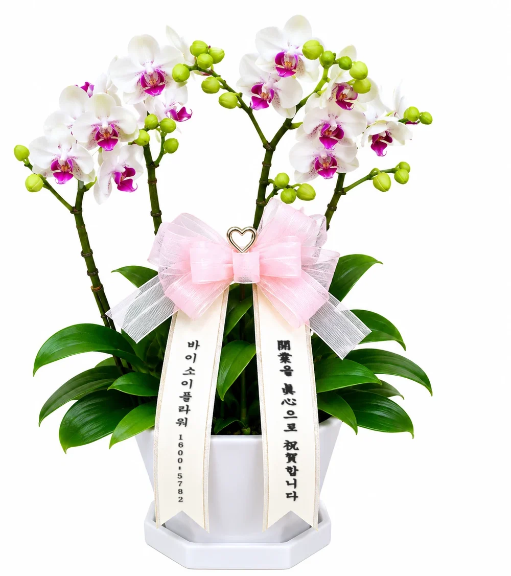서양란